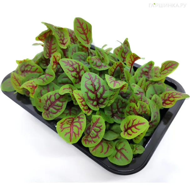 Микрозелень Семена Щавеля Кровавая Мэри на 10 проращиваний (2 г)