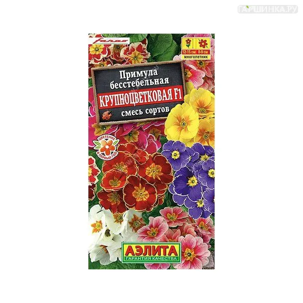 Примула Крупноцветковая, 7шт ЦП