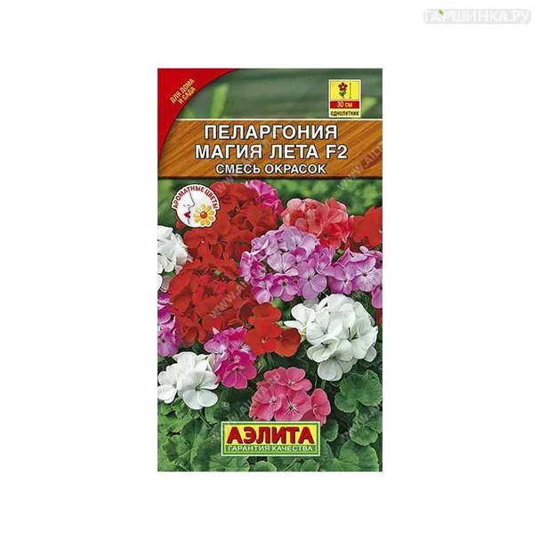 Пеларгония Магия лета 5шт ЦП
