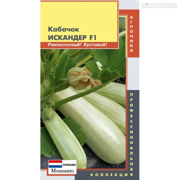 Кабачок Искандер
