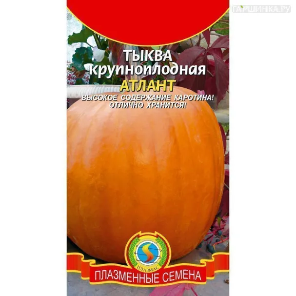 Тыква Атлант ц.п. 1 г, Плазменные семена