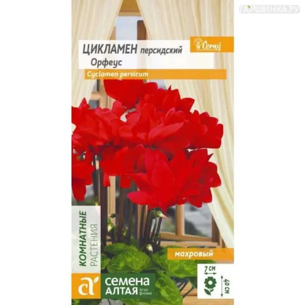 Цикламен Орфеус 3шт ЦП