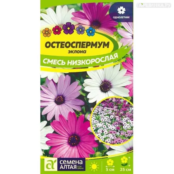 Остеоспермум 0,1гр ЦП