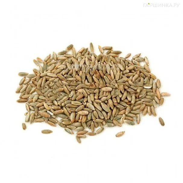 Рожь 0,5 кг