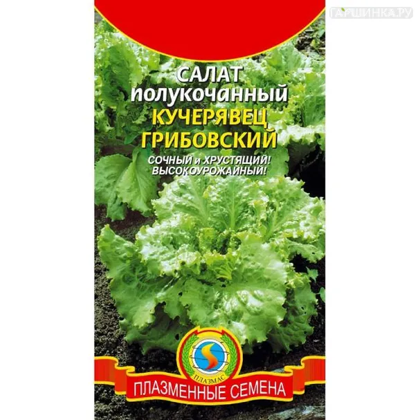 Салат Кучерявец Грибовский ц.п.