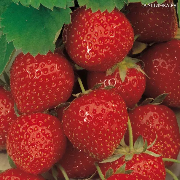 Клубника Эльсанта