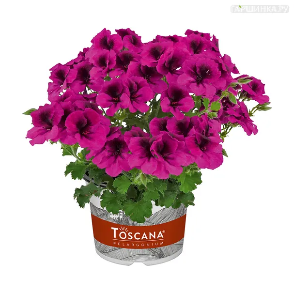 Пеларгония Toscana Florella Magenta