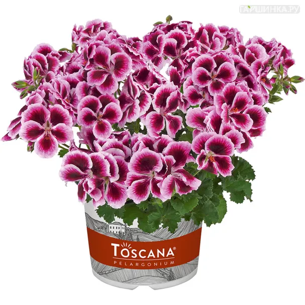 Пеларгония Toscana Florella Purple