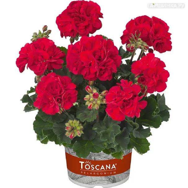 Пеларгония зональная Toscana Castello Dark Red