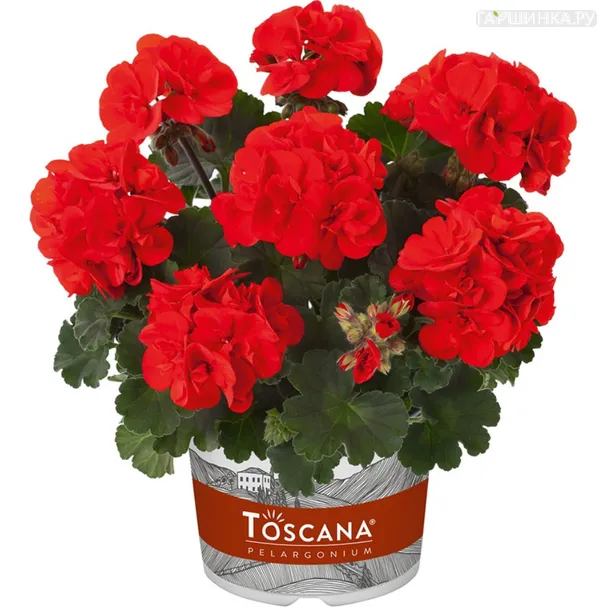 Пеларгония зональная Toscana Castello Red