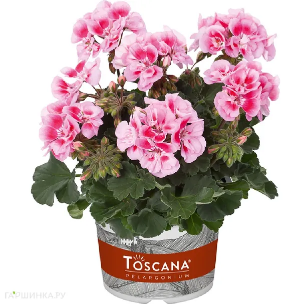 Пеларгония зональная Toscana Dolce Vita Pink Eye