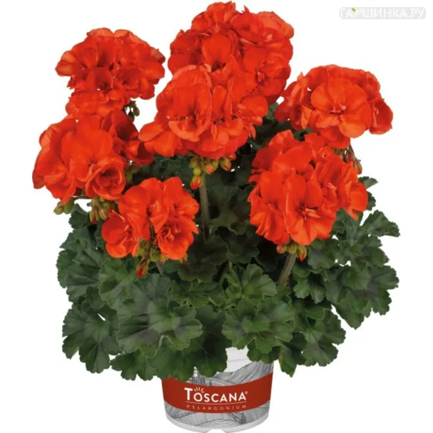 Пеларгония зональная Toscana Dolce Vita Sylvia Orange