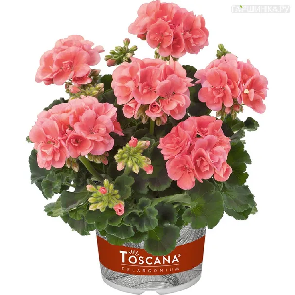Пеларгония зональная Toscana Eco Salmon