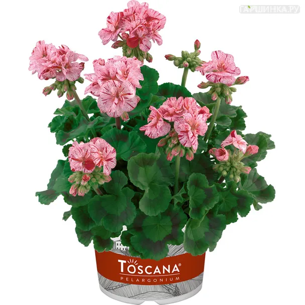 Пеларгония зональная Toscana Flic Flac Violet Nova