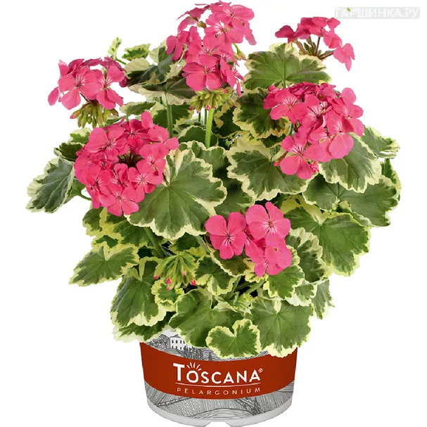 Пеларгония зональная Toscana Madame Salleron
