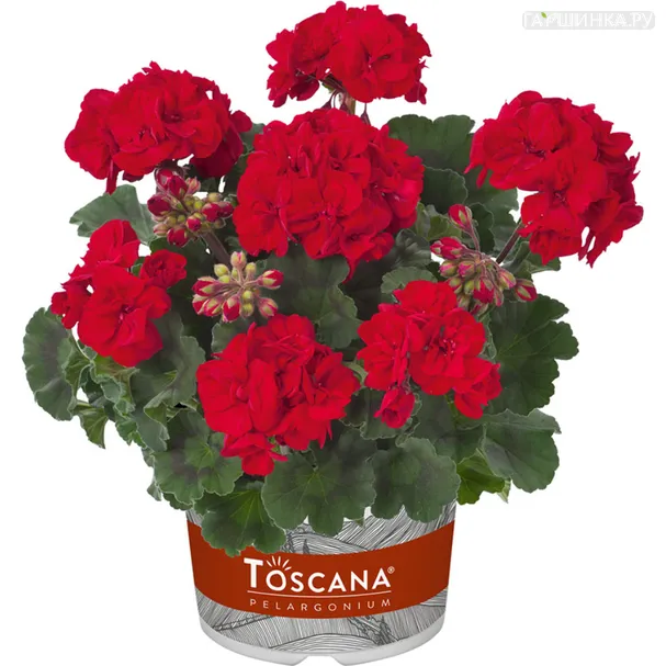 Пеларгония зональная Toscana Magnus