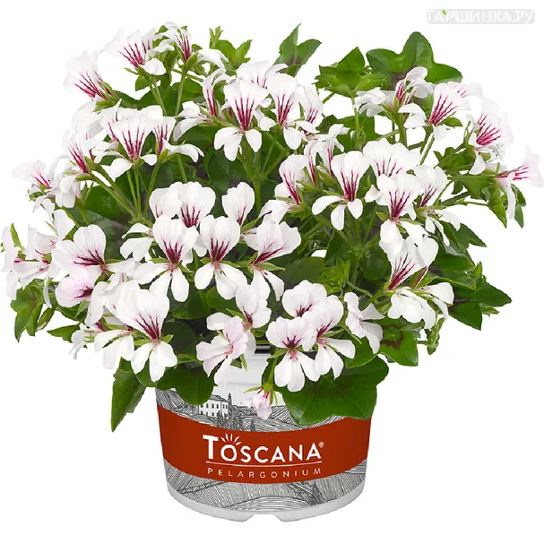 Пеларгония плющелистная Toscana Balcon Polar