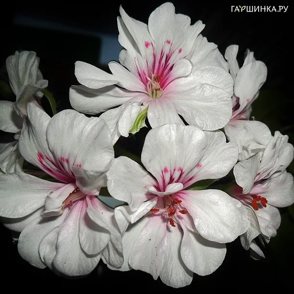 Пеларгония плющелистная Toscana Blanche Roche