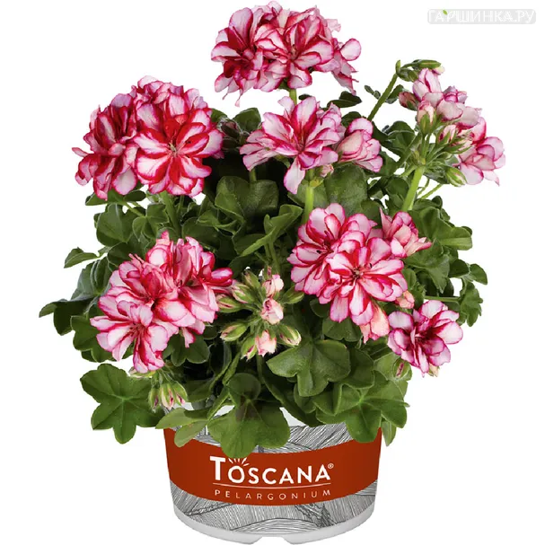 Пеларгония плющелистная Toscana Medio Lollipop Dark Red