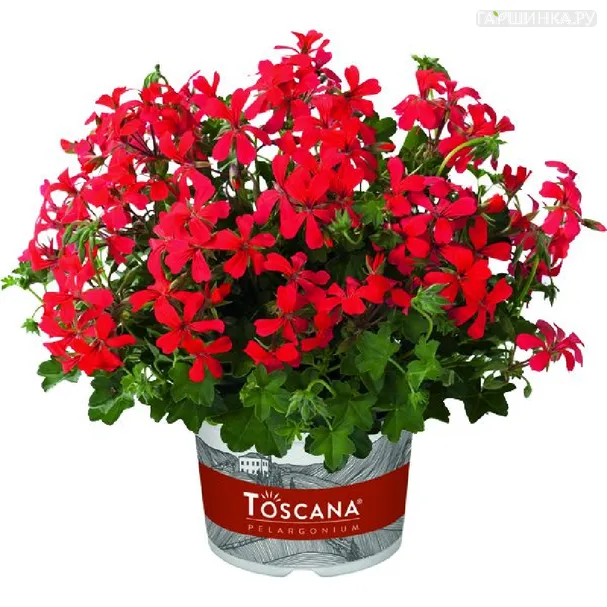 Пеларгония плющелистная Toscana Minibalkon Red