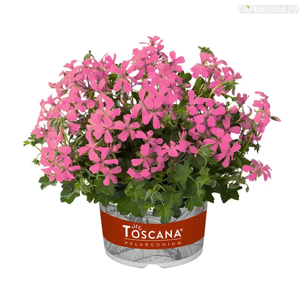 Пеларгония плющелистная Toscana Minibalkon Rose
