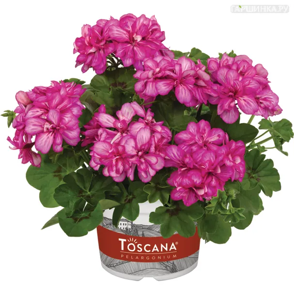 Пеларгония плющелистная Toscana Sunflair Lollipop Candy