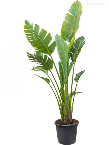 Стрелиция Николая