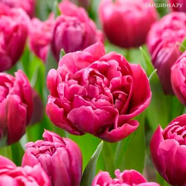 Тюльпан Маргарита махровый ранний 5шт