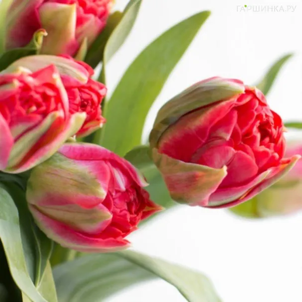 Тюльпан Памплона махровый 5шт