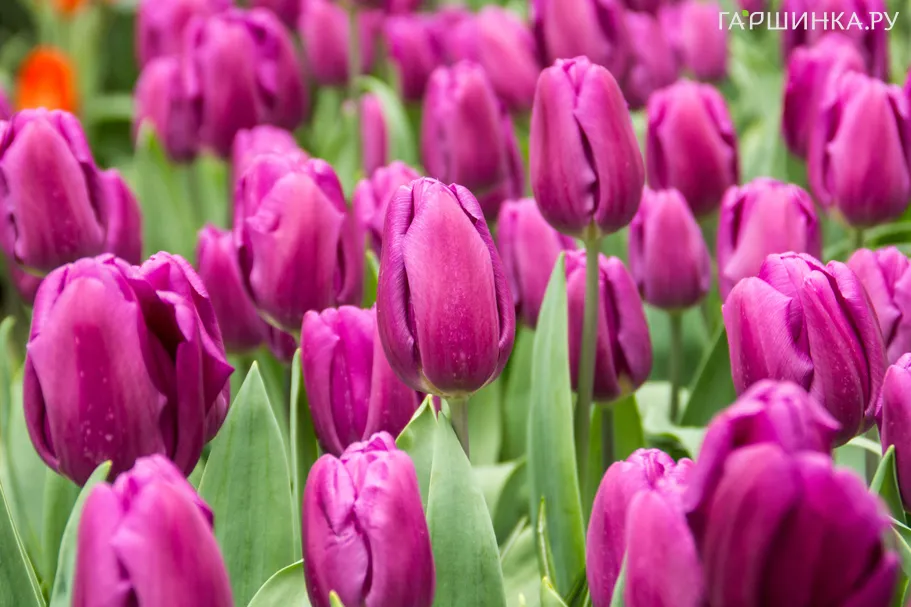 Тюльпан Пурпл Флаг Триумф 5шт