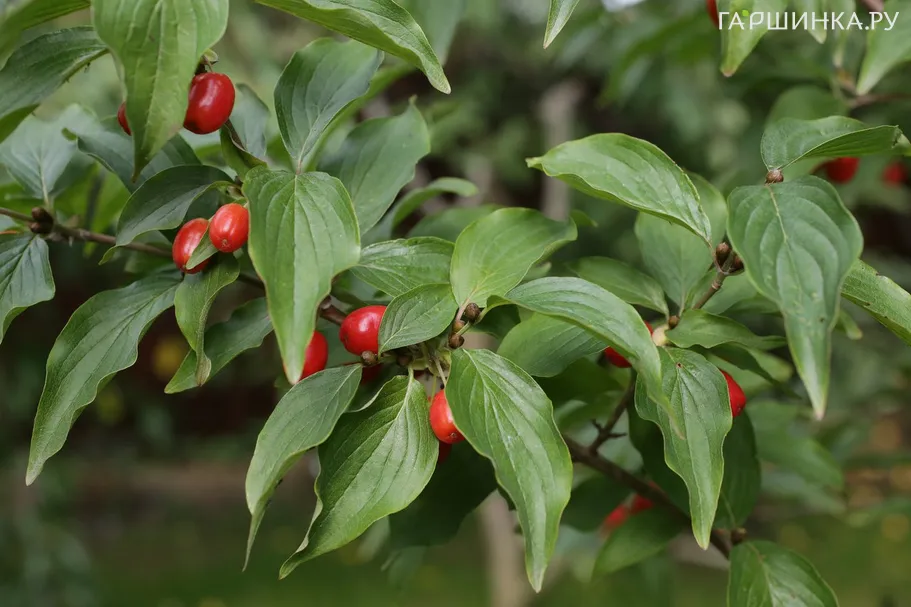 Дерен мужской (Кизил)