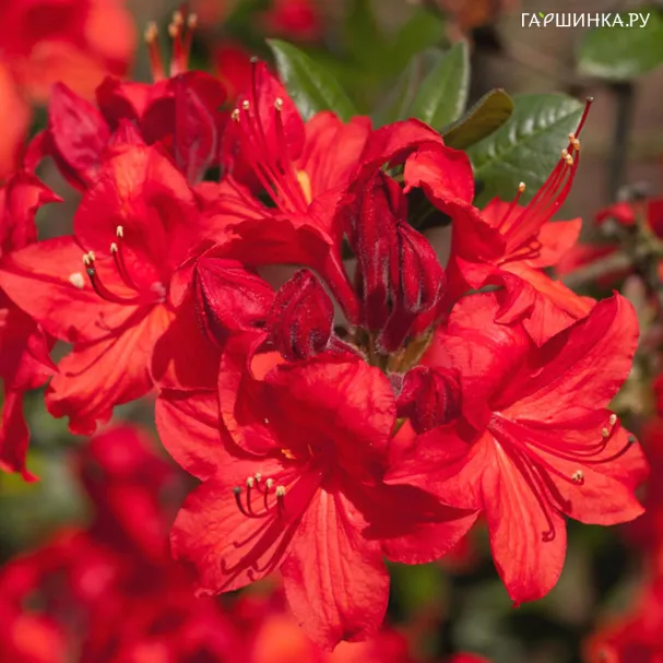 Рододендрон (Азалия) Сигналглюхен