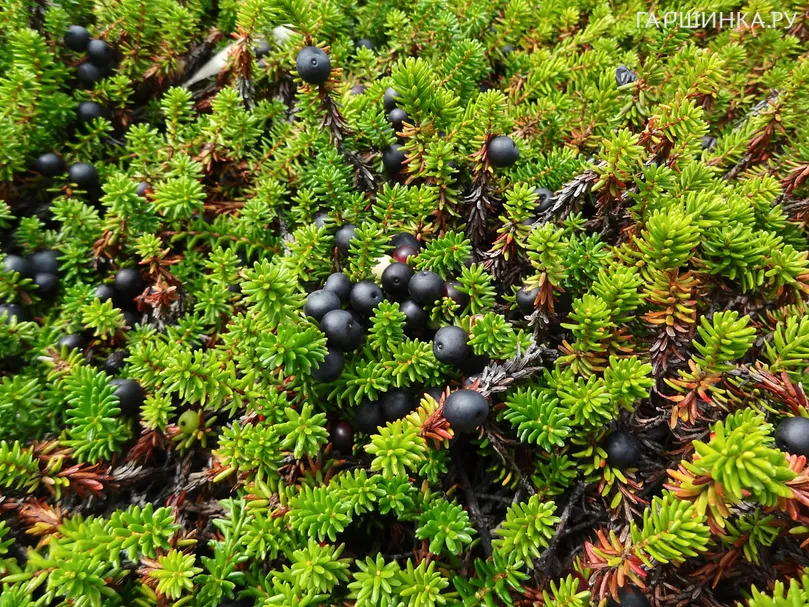 Водяника чёрная Бернштайн