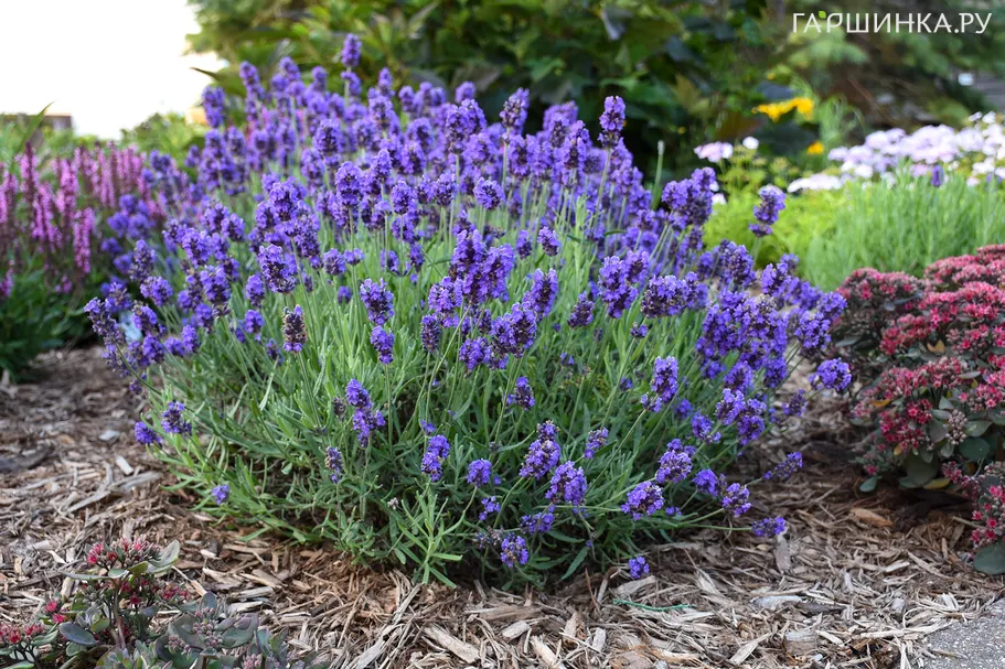 Лаванда Дварф Блю