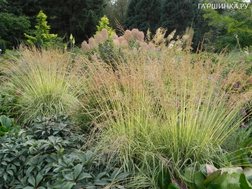 Молиния Эдит Дудзус