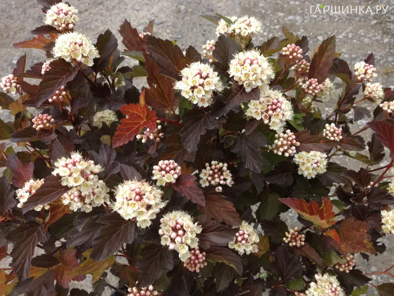 Пузыреплодник Мэджик Болл