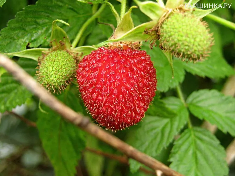 Малина соблазнительная (Малина-клубника)