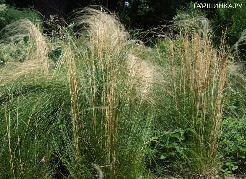 Ковыль гигантский