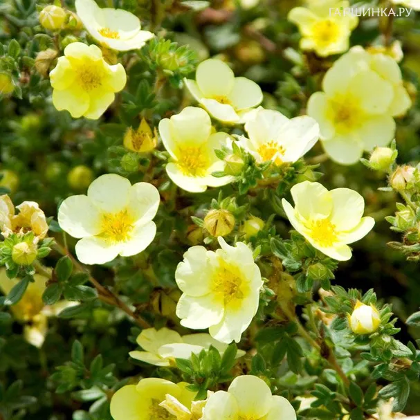 Лапчатка Катерина Лайкс кустарниковая