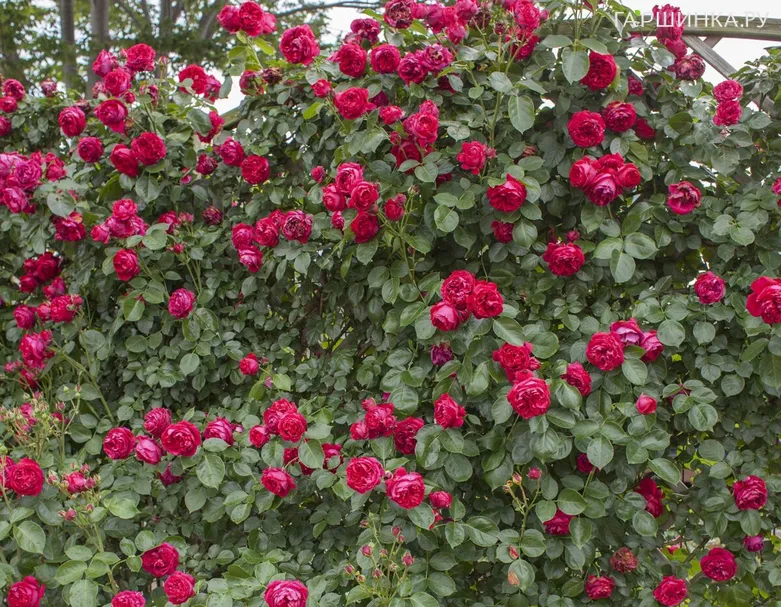 Роза Ред Климбер историческая (лиц)