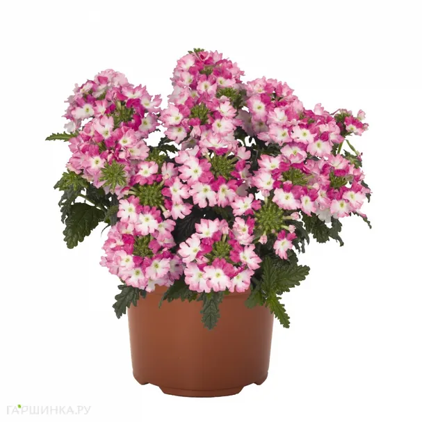 Вербена Викед Пинк Пеппе