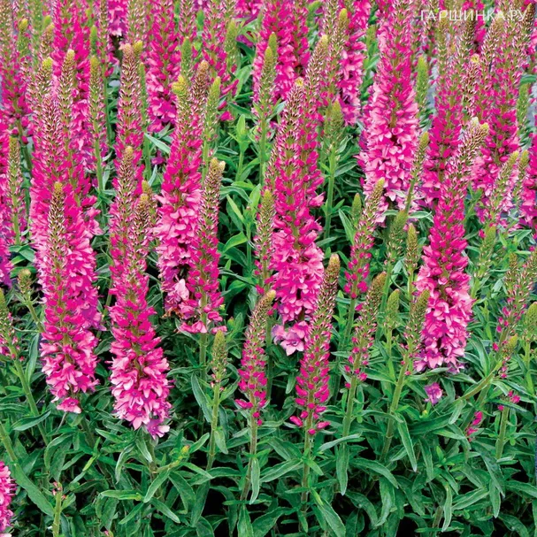 Вероника Роника Фуксия