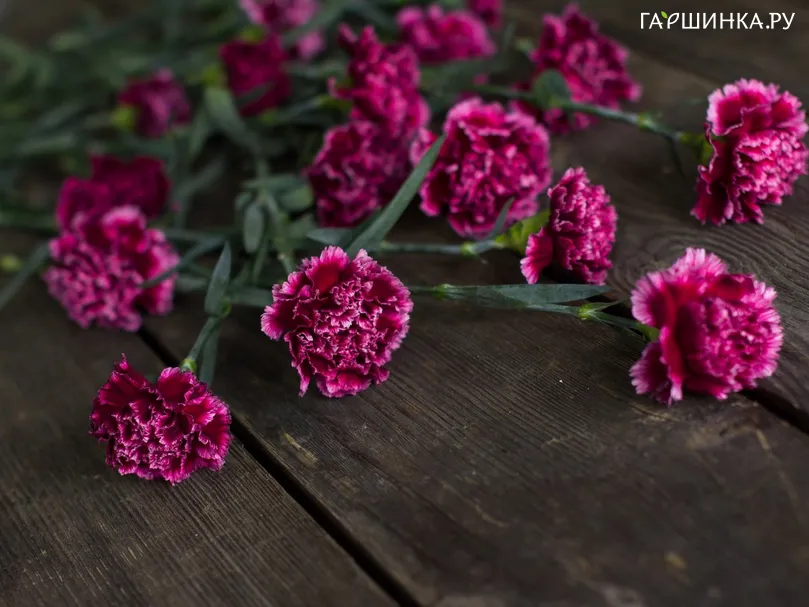Гвоздика Пепл Веддинг