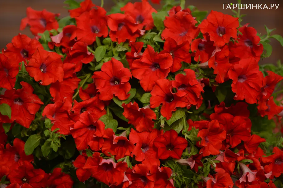 Петуния вегетативная Каскадиас Чили Ред