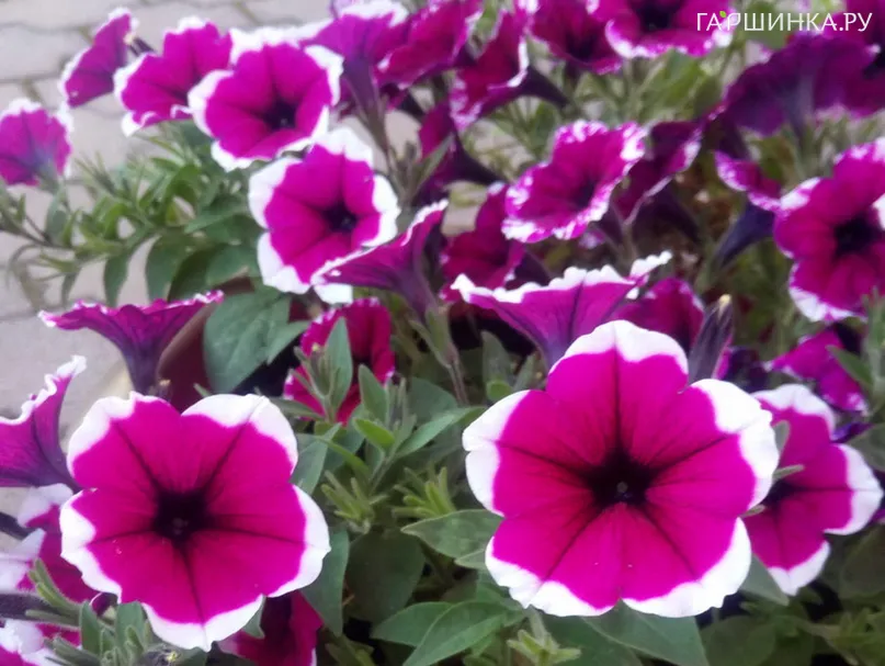 Петуния вегетативная Каскадиас Рим Черри