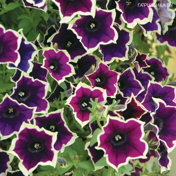 Петуния вегетативная Каскадиас Рим Мажента