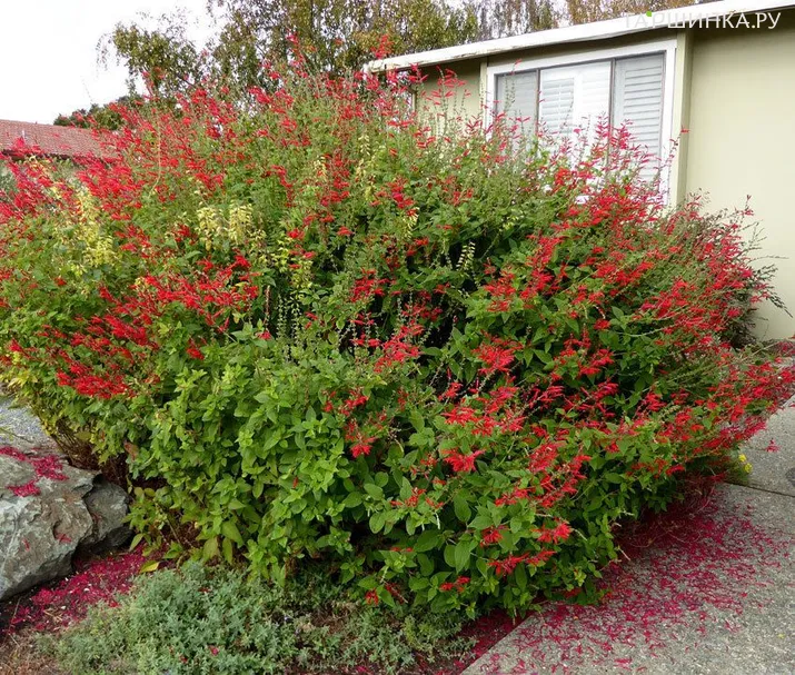 Шалфей ананасный Пино