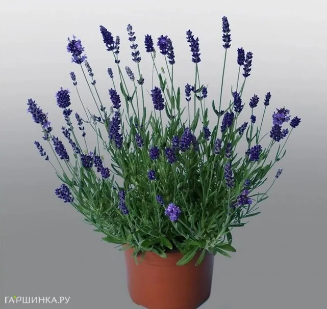 Лаванда Промис Виолет Блю узколистная