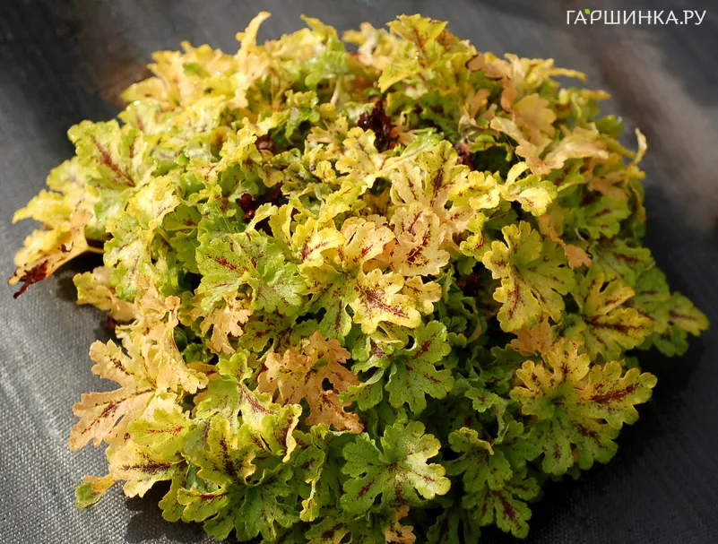 Гейхерелла Спайси Лайм