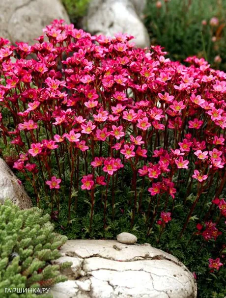 Камнеломка Рокко Ред